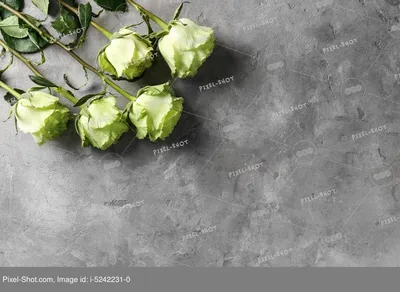 Зеленые розы. :: Nata – Социальная сеть ФотоКто