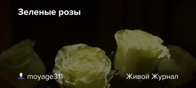 Букеты из зеленых роз - купить с бесплатной доставкой в Москве |  Интернет-магазин цветов Flower-shop.ru