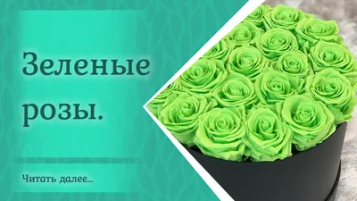 Зеленые розы