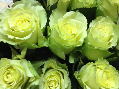 35 розово-зеленых роз (50 см) – купить оптом и в розницу в Москве и  Московской области – Городская База Цветов