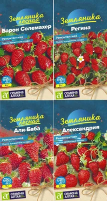 Земляника Александрия (семена) купить по цене 59 ₽ в интернет-магазине  KazanExpress