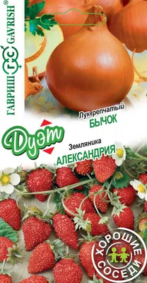 Земляника Александрия сегодня - Альбомы - tomat-pomidor.com