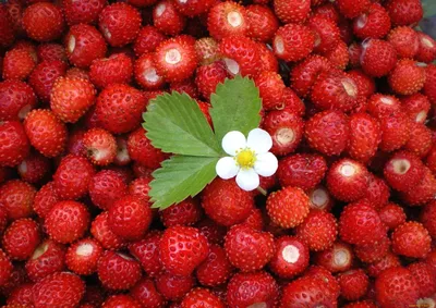 земляникой зеленой, или луговой (Fragaria viridis)