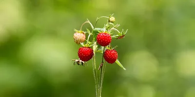 Земляника Барон Рюген 🌱 - купить семена земляники в Украине | FLORIUM.UA✓