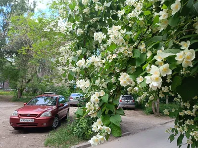 Жасмин цветки ‒ купить в Санкт-Петербурге