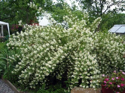 Grandiflorum Jasminum, также известное различно как испанский жасмин,  королевский жасмин, Catalonian жасмин Стоковое Фото - изображение  насчитывающей зеленый, известен: 42351470