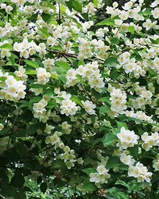 Сад для души: Жасмин садовый для неповторимого аромата в саду