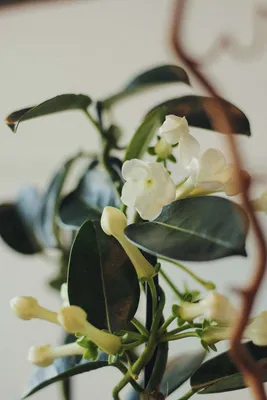 Красивая фотография комнатного цветка Жасмин