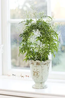 Фотография красивого комнатного растения Жасмин для вашего дома