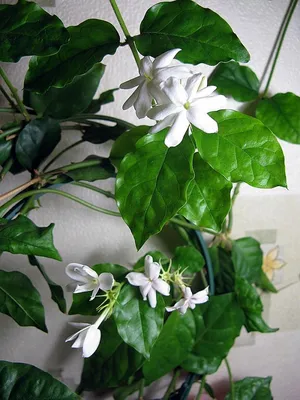 Фото изящного комнатного растения Жасмин – привнесите свежесть в вашу жизнь
