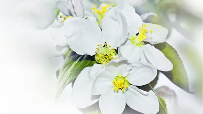 Картинка изящного комнатного растения Жасмин – нежность и красота в каждом цветке