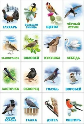 Жаворонок Витя Издательство 'Антология' 13526398 купить за 153 ₽ в  интернет-магазине Wildberries