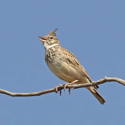 Чёрный жаворонок - eBird