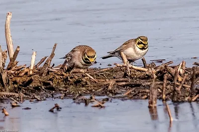 Хохлатый жаворонок Galerida cristata Crested lark