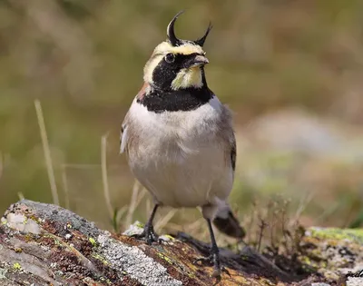 Полевой жаворонок [группа arvensis] - eBird