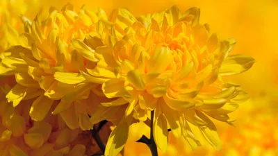 Картина маслом \"Желтые цветы. Абстракция\" 50x60 AV190201 купить в Москве