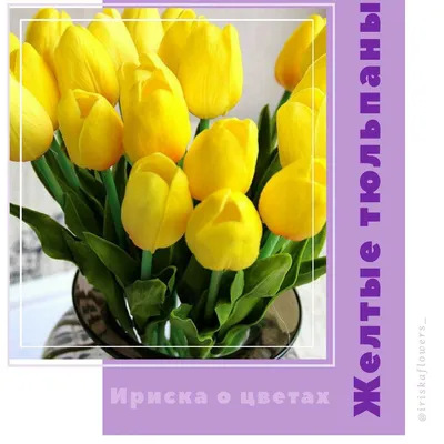 Сорта тюльпанов, которые удивят вас своей красотой! Сортовые желтые тюльпаны  для дачной клумбы | Огород Мечты | Дзен