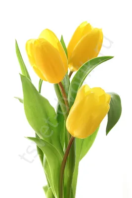 Тюльпаны желтые купить в интернет-магазине.