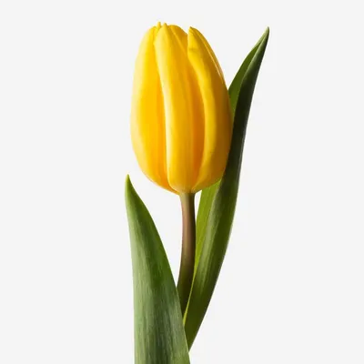 Желтые тюльпаны в стильной упаковке от 15 шт доставка в Уфе | «МосРозаОпт»