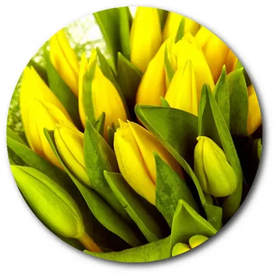 Купить желтые тюльпаны в Минске | DI-Flowers.by