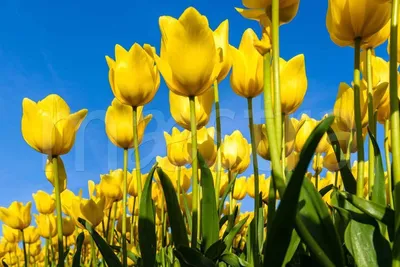 Купить Букет желтых тюльпанов Т24 в Бресте | Говорящие цветы