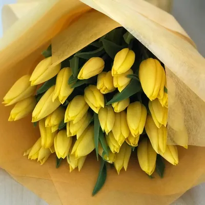Фотообои Желтые тюльпаны в поле купить в Москве, Арт. 10-134 в  интернет-магазине, цены в Мастерфресок
