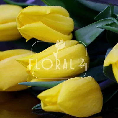 Жёлтые тюльпаны. Photographer Tom Fincher