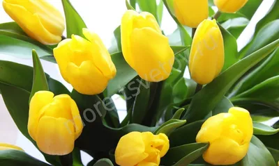 Ирисы и желтые тюльпаны в крафте букеты с доставкой по Москве. Цена: 4100  руб в интернет-магазине Centre-flower.ru
