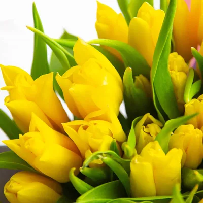 Купить желтые тюльпаны Киев №17 поштучно | Доставка от 2-х часов | Заказать  тюльпаны по низкой цене.