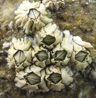 Морской желудь - живые \"зубы\", растущие на камнях северных морей | Кафедра  зоологии | Дзен