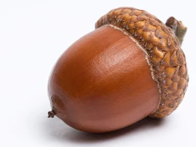 Acorn Png Image - Желудь Рисунок Для Детей - Free Transparent PNG Clipart  Images Download