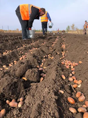 Собираем жёлуди: как покупатели ВкусВилла помогают российским лесам |  Новости и статьи ВкусВилл: Москва и область