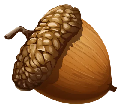 Download Acorn PNG Image for Free | Acorn painting, Clip art, Acorn image