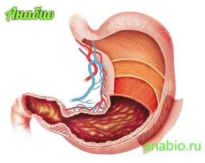 Желудок человека: где находится, как выглядит и работает, почему может  болеть