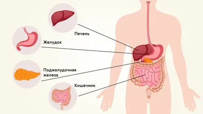 Анатомия и физиология желудка | Анабио | Дзен