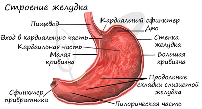 Язва желудка: симптомы, причины, диагностика и лечение | Блог ЛДЦ Здоровье