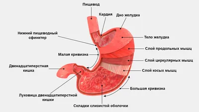 Желудок Человека Анатомия — стоковые фотографии и другие картинки  Здравоохранение и медицина - Здравоохранение и медицина, Пищевод, Анатомия  - iStock