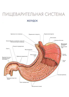 Из нескольких клеток ученые вырастили настоящий мини-желудок: фото -  Здоровье 24