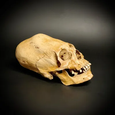Женский череп в короне: фото из коллекции