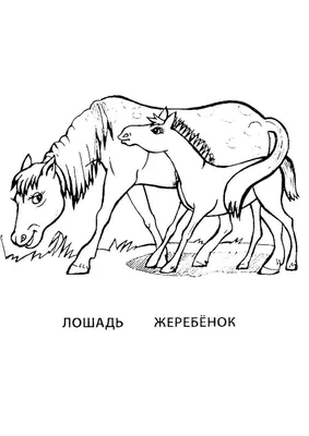 Пинтабская лошадь (жеребенок) | Товары для конного спорта Equine House