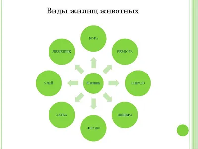 Как Церковь относится к животным?