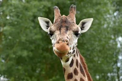 Жираф в естественной среде обитания Стоковое Фото - изображение  насчитывающей жирафа, валы: 49641200