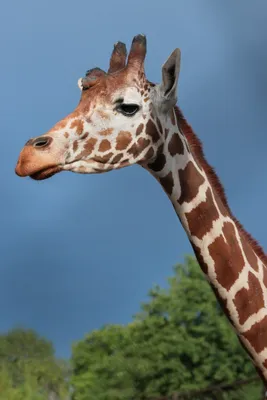 В Ленинградском зоопарке 15 февраля, в возрасте 35 лет, скончалась жираф  Луга.