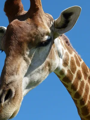 В рога жирафов бьют смертельные молнии