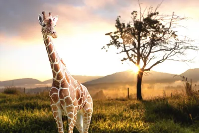 Жираф — стоковые фотографии и другие картинки Жираф - Жираф, Юмор, Животное  - iStock