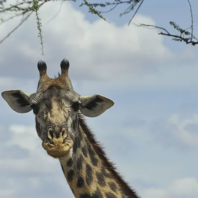 В зоопарке в США родилась уникальный жираф без пятен, фото / Фото /  Судебно-юридическая газета