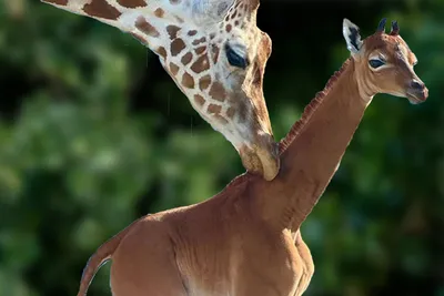 Симпатичный мультяшный жираф | Премиум векторы