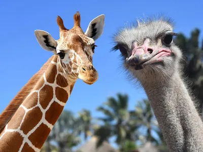 В британском зоопарке родился детеныш редкого вида жирафов - BBC News  Русская служба