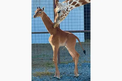 Жираф защищает редких природных животных Фотография с изображением Фон И  картинка для бесплатной загрузки - Pngtree