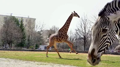 Привезенный из Казахстана жираф умер в зоопарке Ферганы из-за аномальных  холодов - 23.02.2023, Sputnik Казахстан